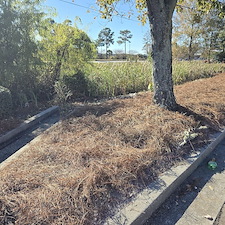 High-Quality-Pine-Straw-Project-Carolina-Forest-SC 20