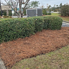 High-Quality-Pine-Straw-Project-Socastee-SC 2