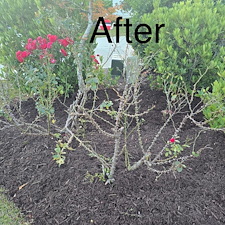 Top-Quality-Mulching-and-Hedge-Trimming-Project-Myrtle-Beach-SC 9