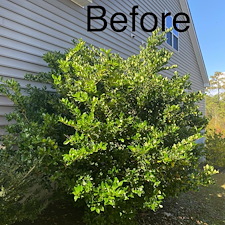 Top-Quality-Mulching-and-Hedge-Trimming-Project-Myrtle-Beach-SC 4